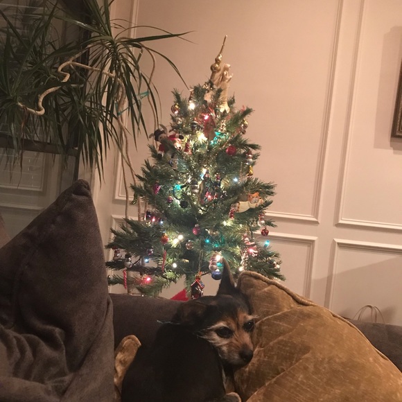 What Lola wants🎁❤️🎁 - Picture 3 of 5